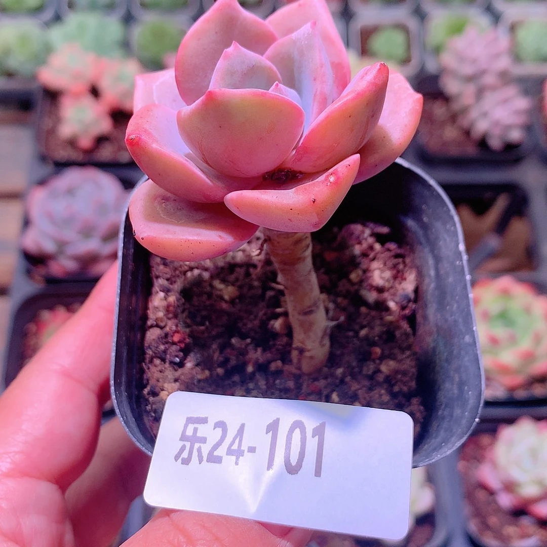 乐然24-101 彩虹糖