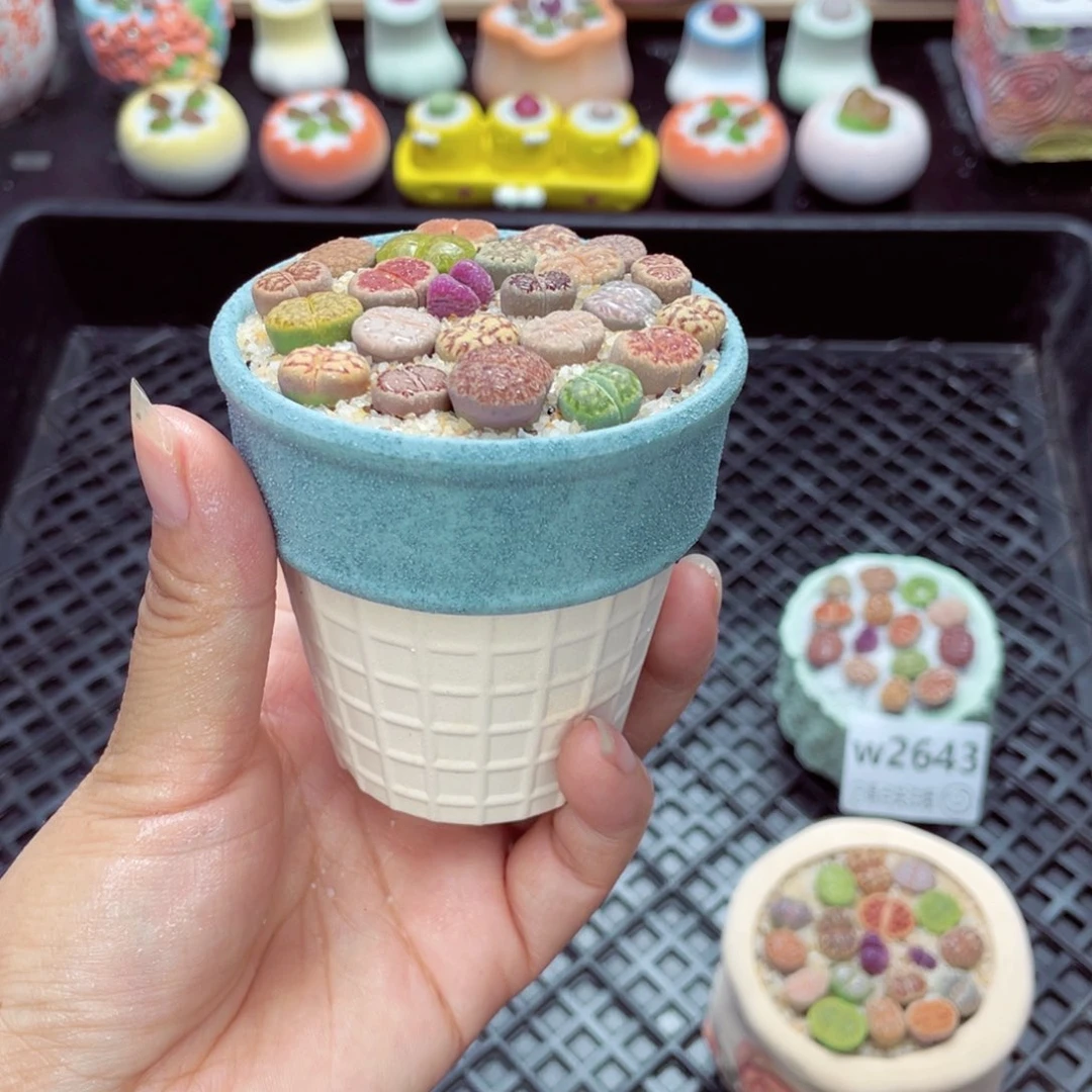 w2645 带盆土发货一物一拍