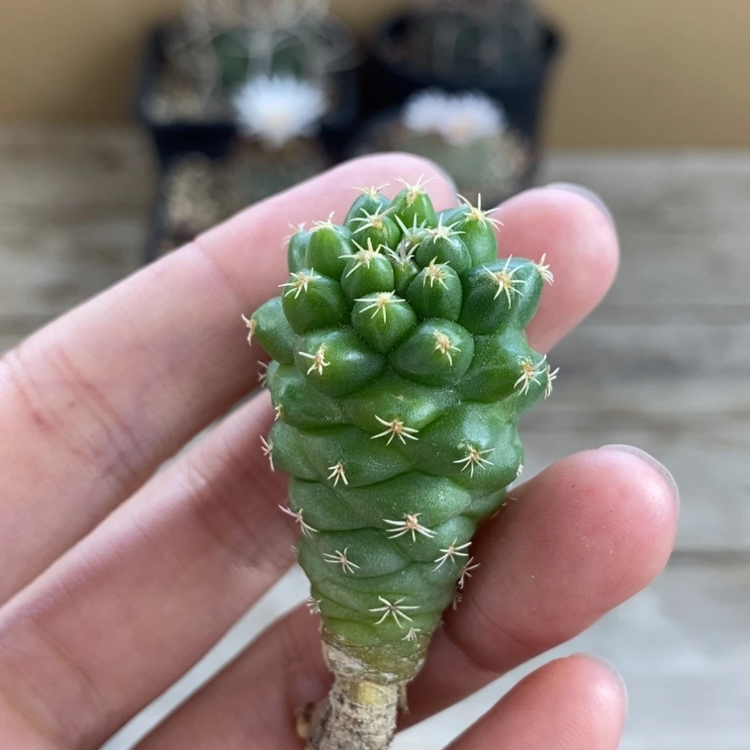福利短豪刺象牙优选