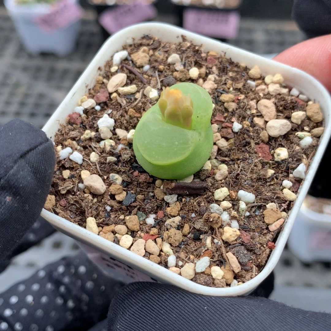 a186欧泡母本一颗