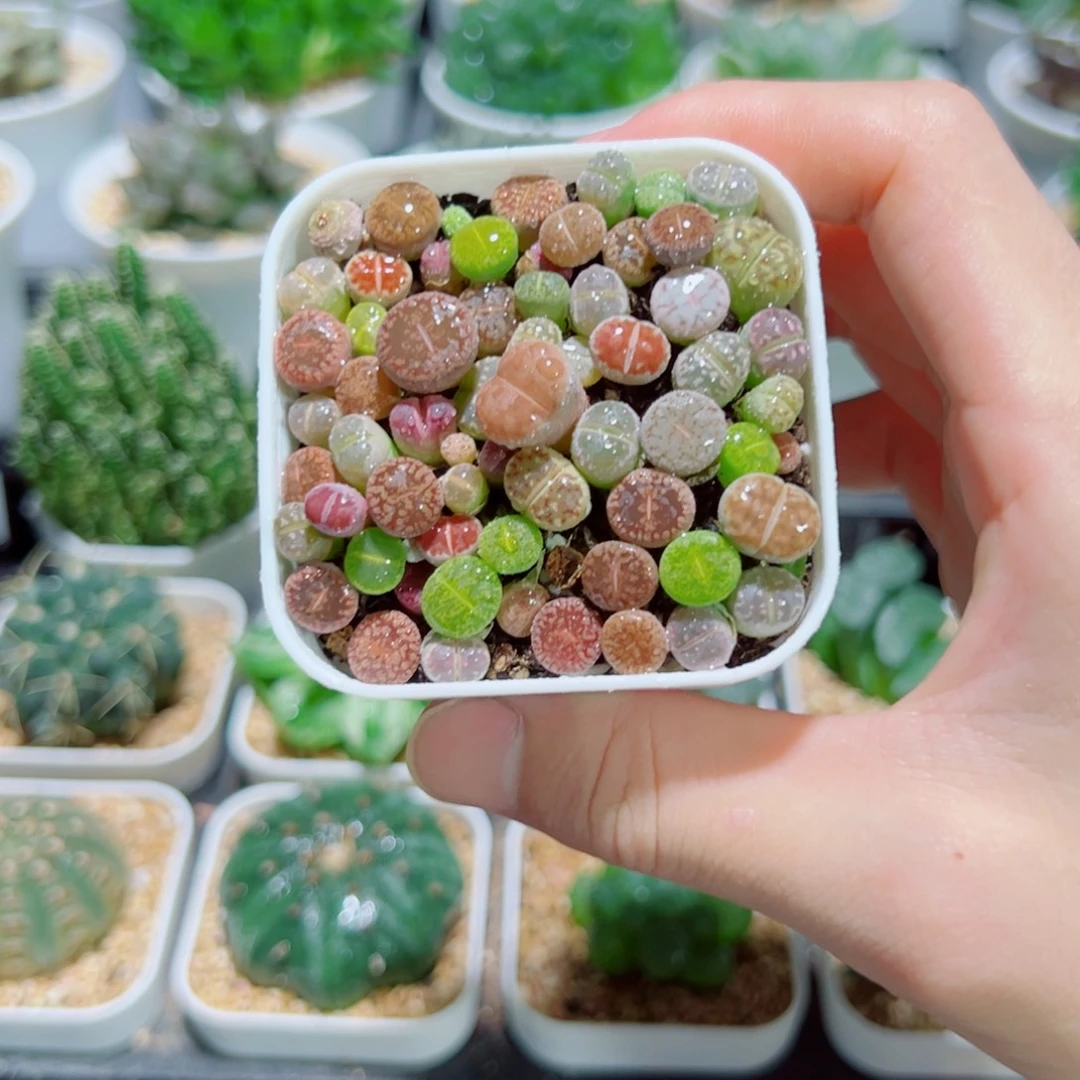 彩色生石花，6.8，福利价