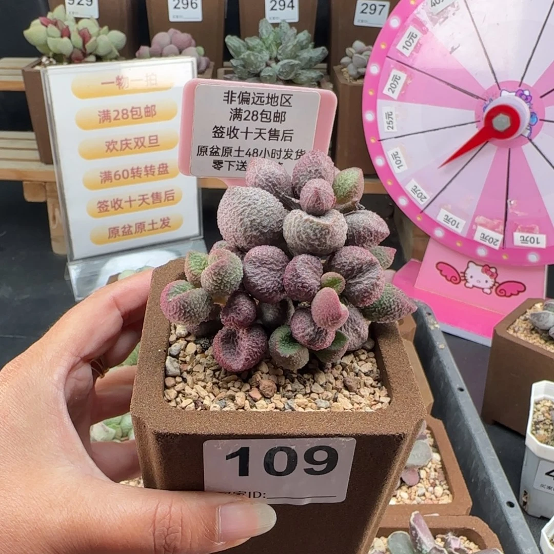 109水蜜桃多肉植物