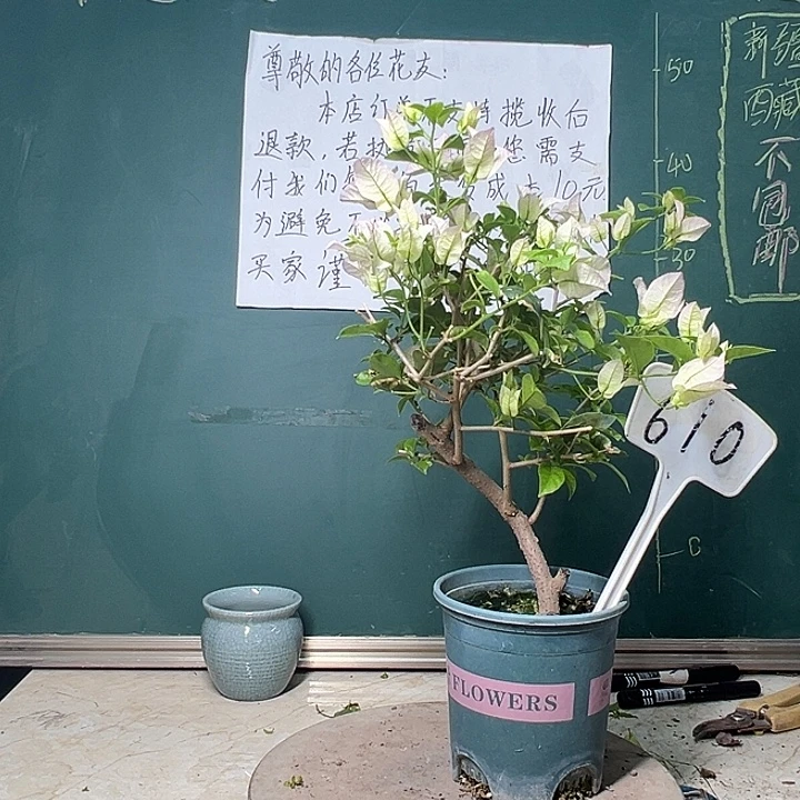 完全开放造型 绿叶丽娜610