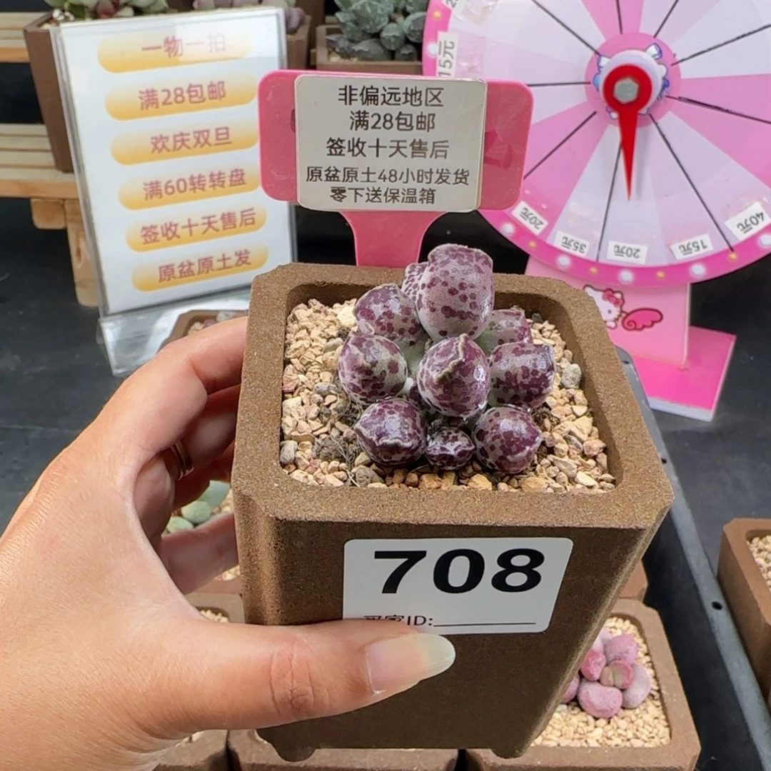 ****～708达摩海豹多肉植物