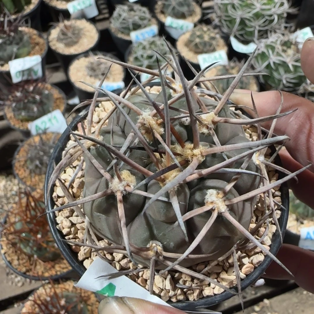 摩天龙 实生仙人球047