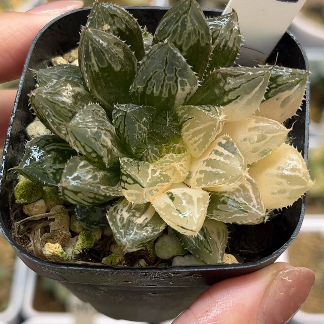 45楼兰玉露锦福利专场