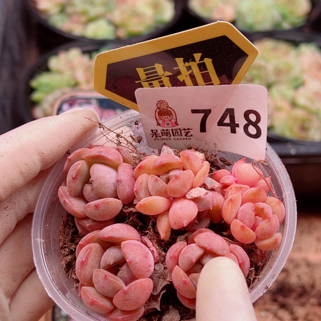 多肉植物多肉植物