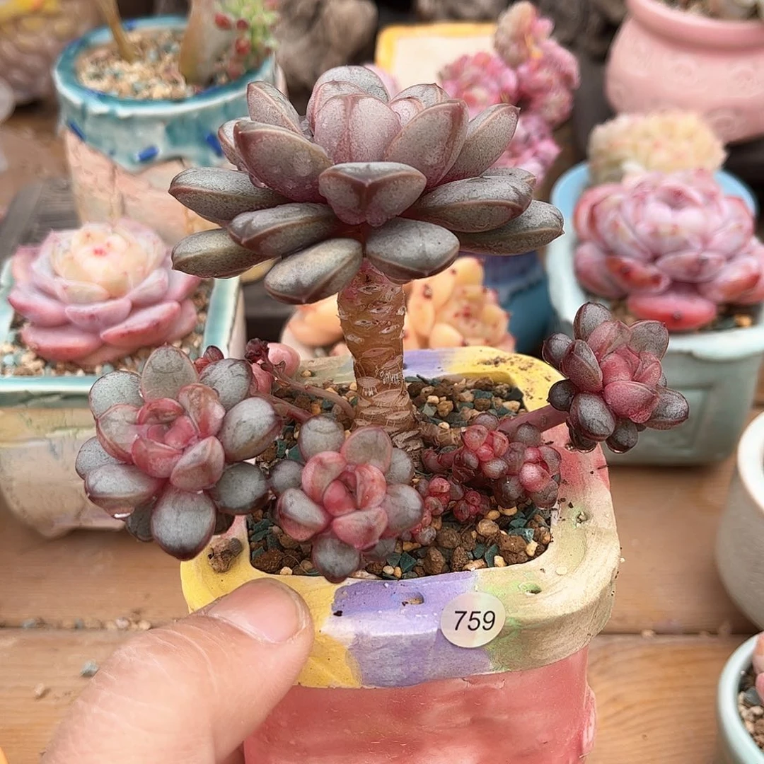 岁***?葡萄759 含盆含土发货 30包邮偏远除外