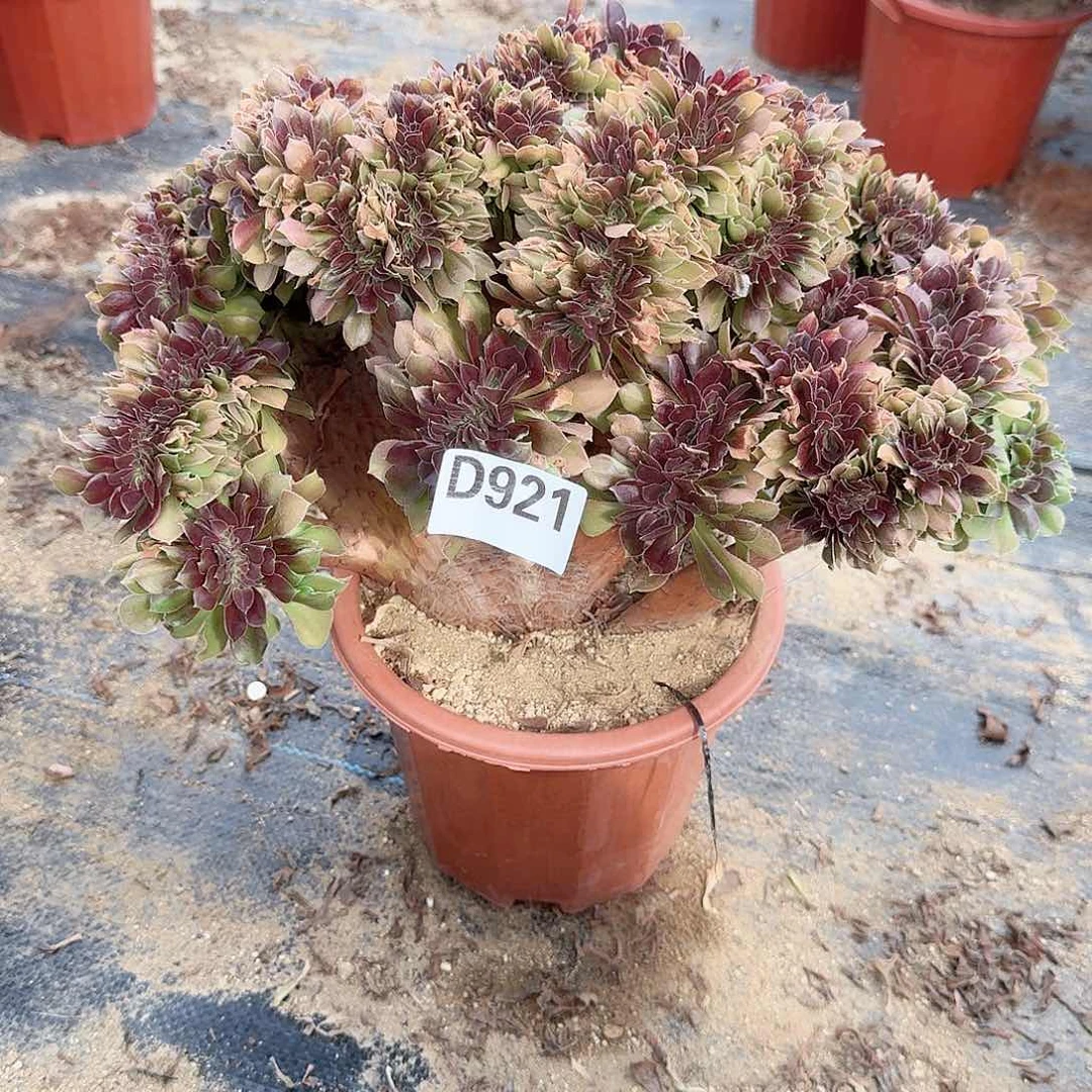 921玫瑰一颗呀呀