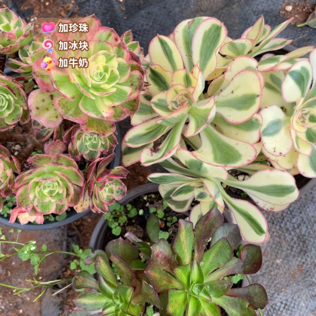 傻***）海王艳姿多头魅影中斑