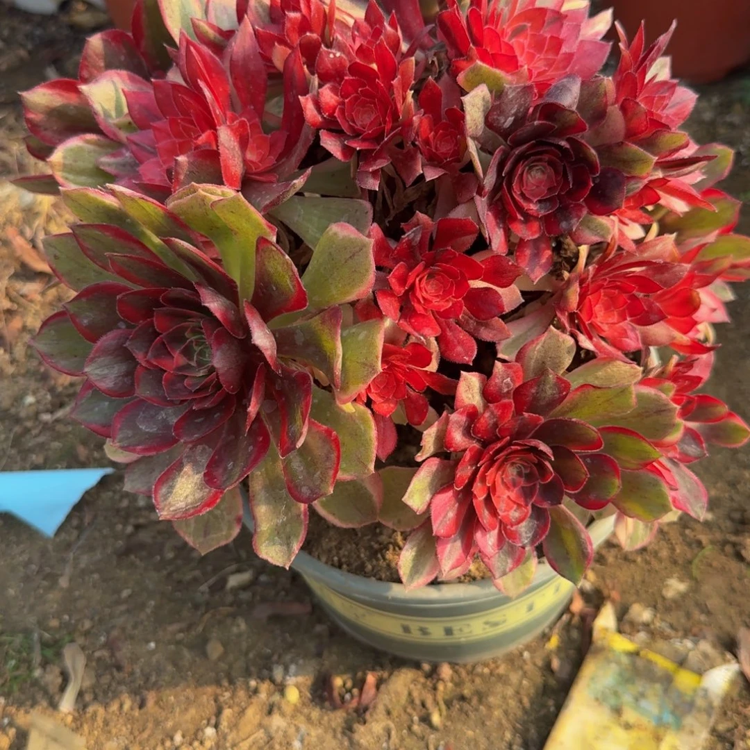 009黑魔锦 多肉植物