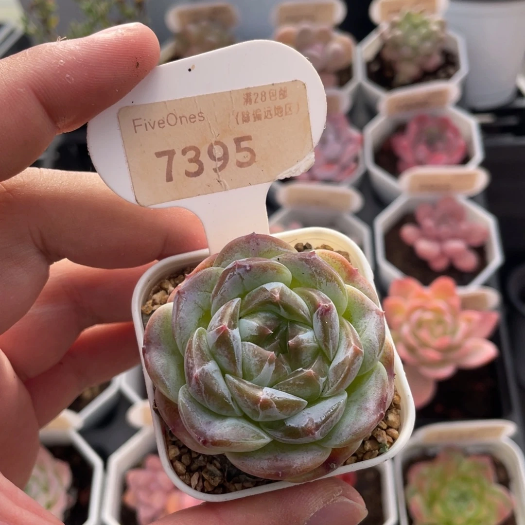 编号系列7395-5厘米
