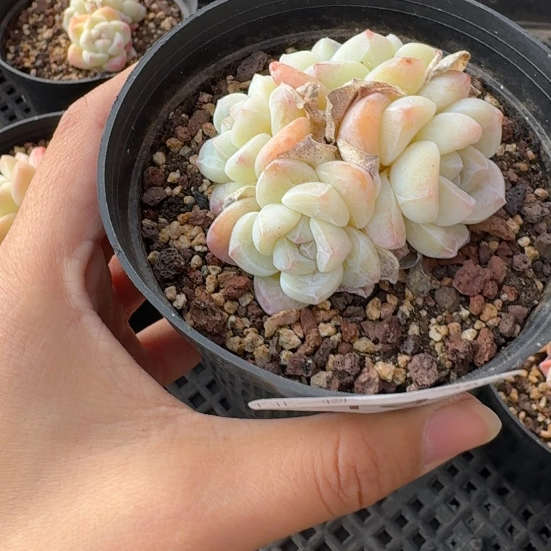 14 号到手1颗，江北多肉