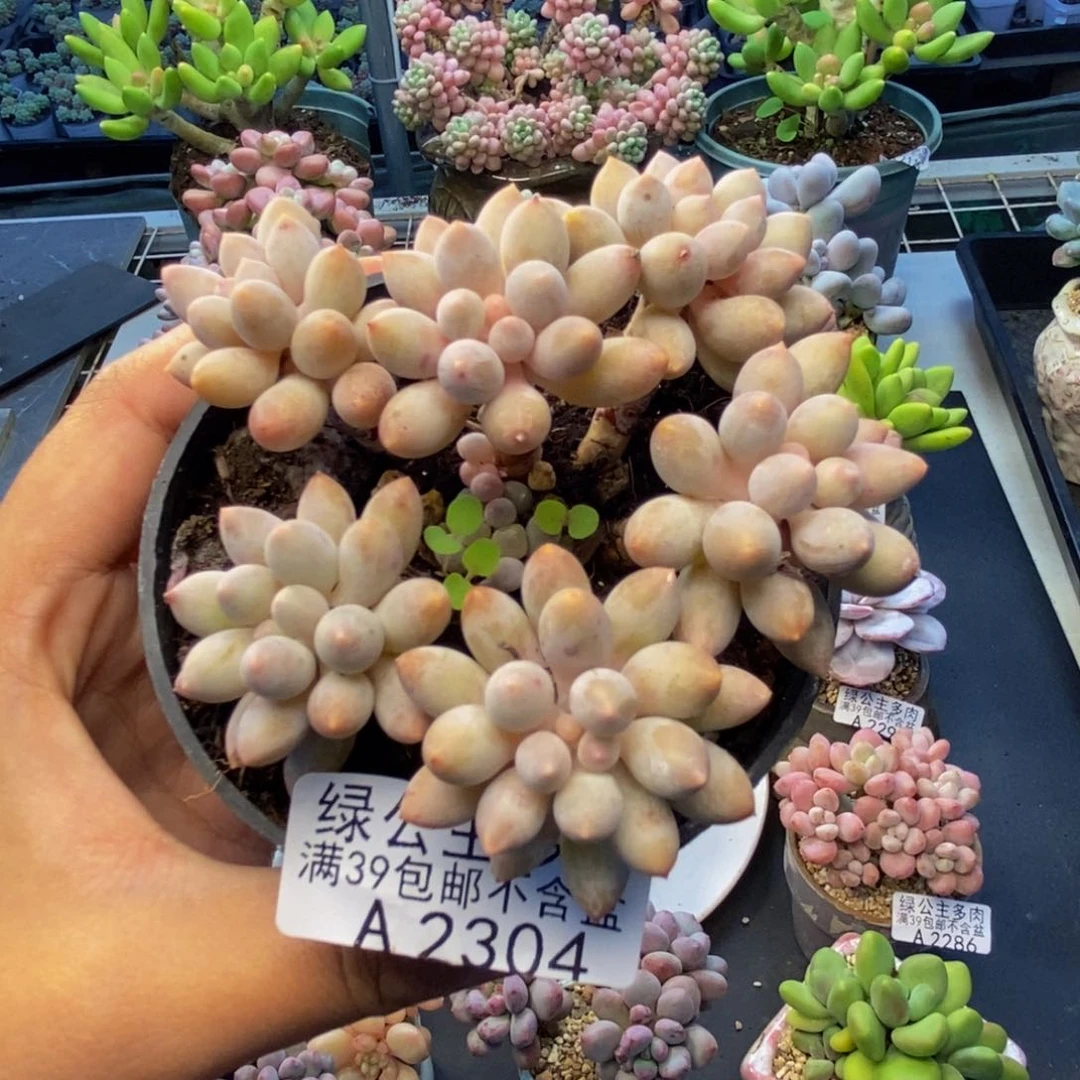 304婴儿手指多肉7c m