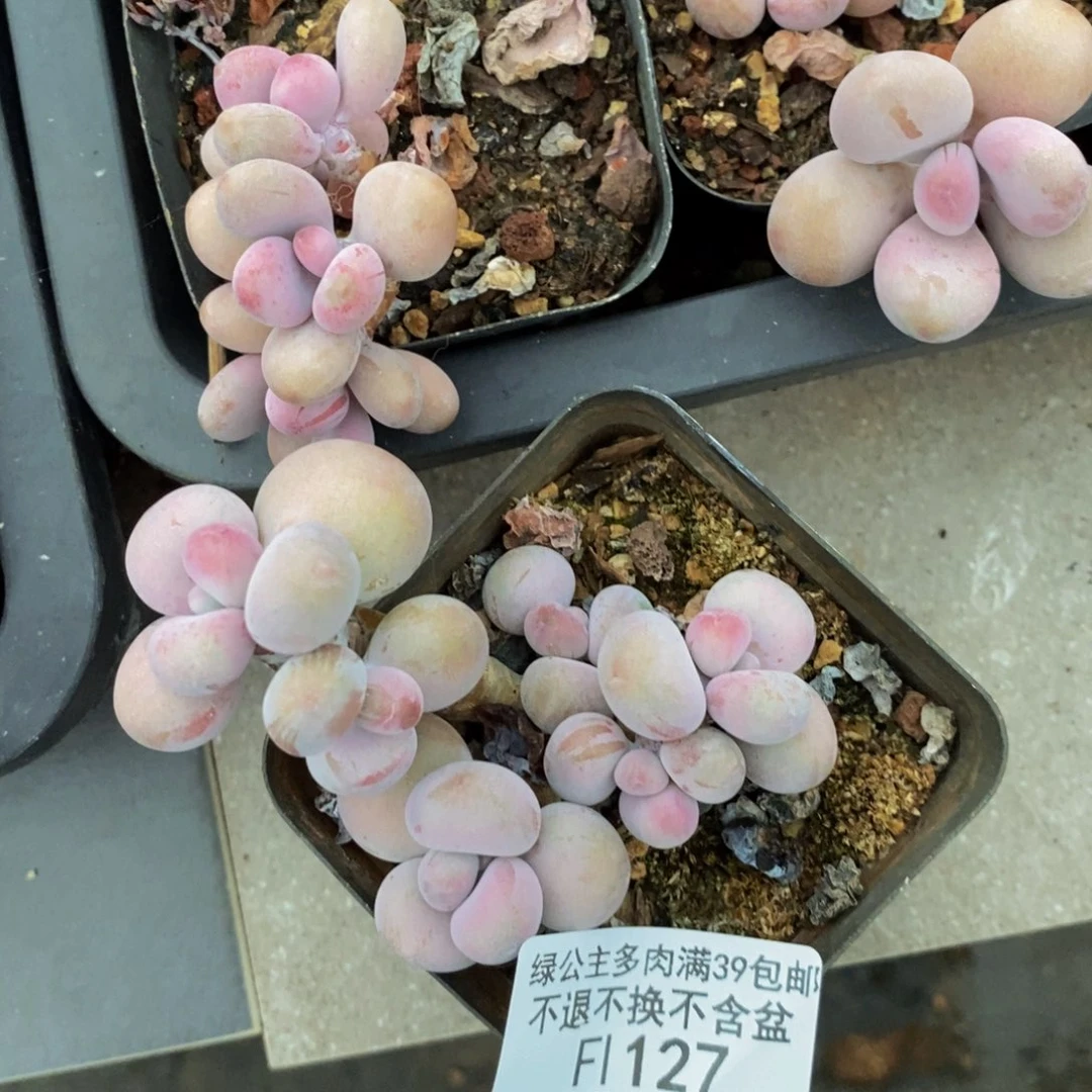 127腰子桃蛋多肉7cm