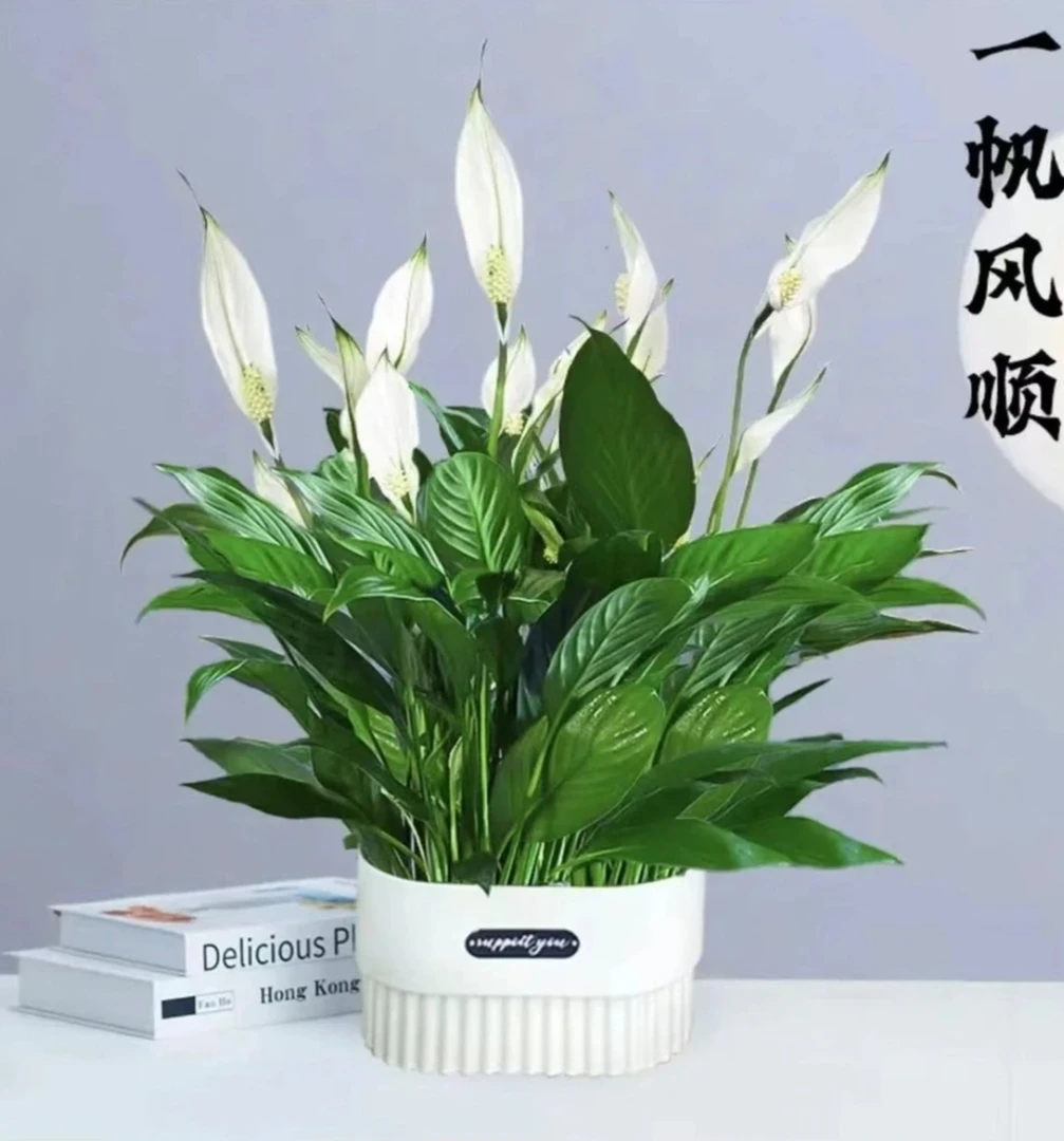 新疆发货白掌一帆风顺网红办公室内绿植栽易养活防辐射净化空气