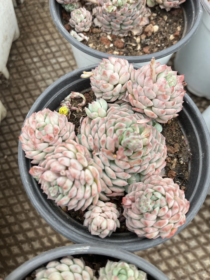 小粉莓多肉 【群生捧花多肉】【9cm左右冠幅带盆土易养活】