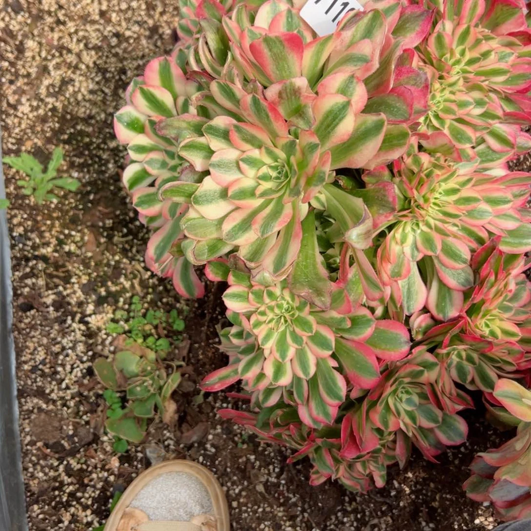 我7119 号多肉法师新年特价香妃