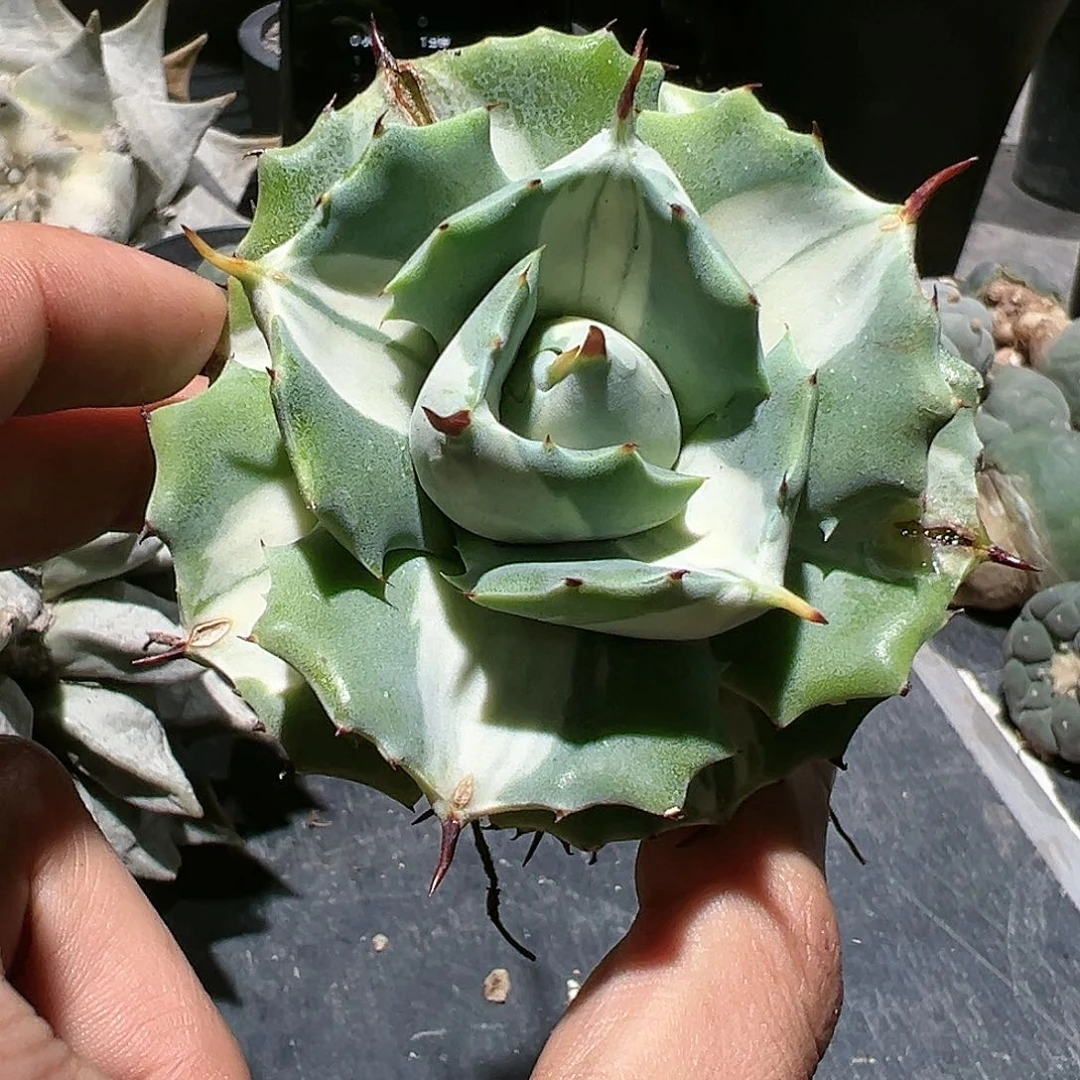 麦**徒王妃雷神白中 单头