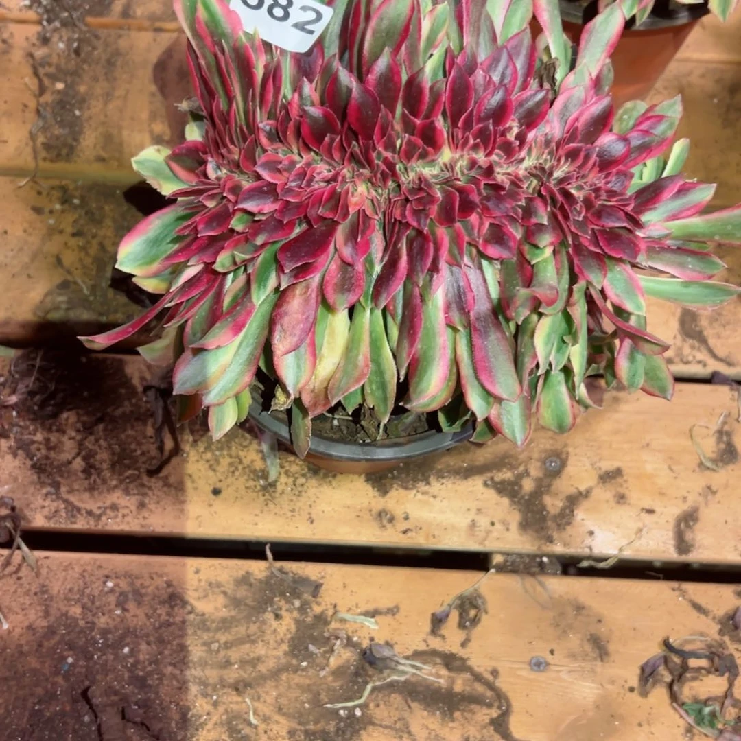 。582 号多肉植物法师新年福利