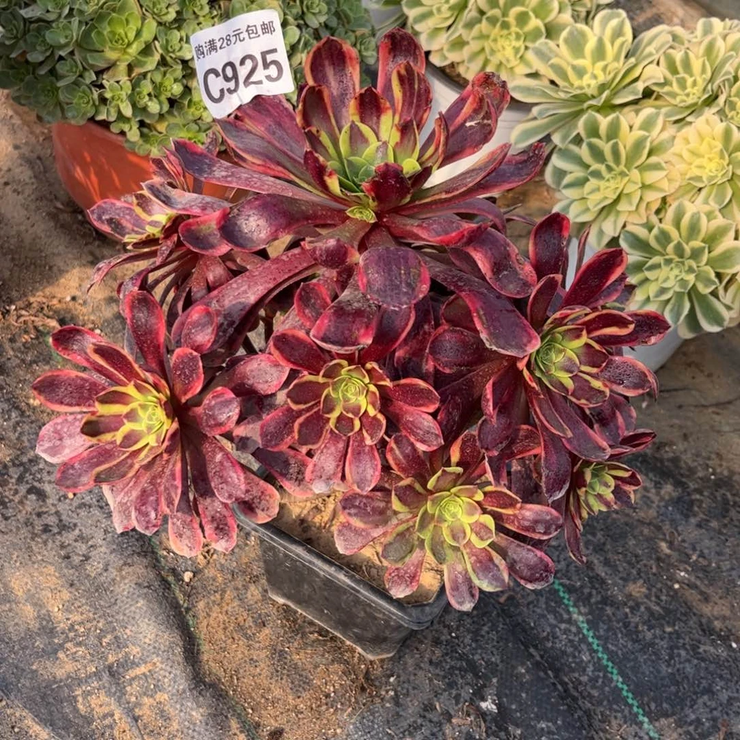 925多肉植物欧嘉莉