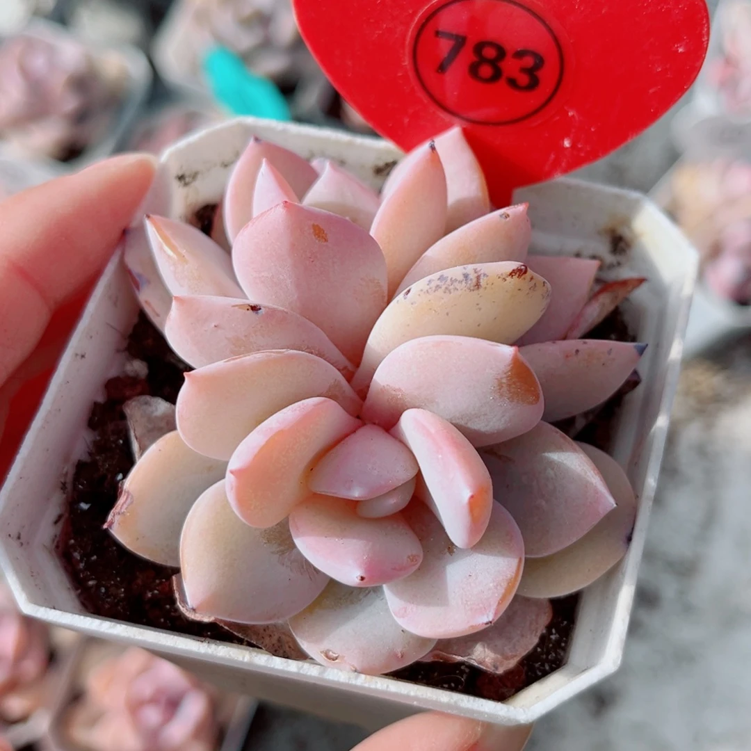 783号小老桩奶茶双头