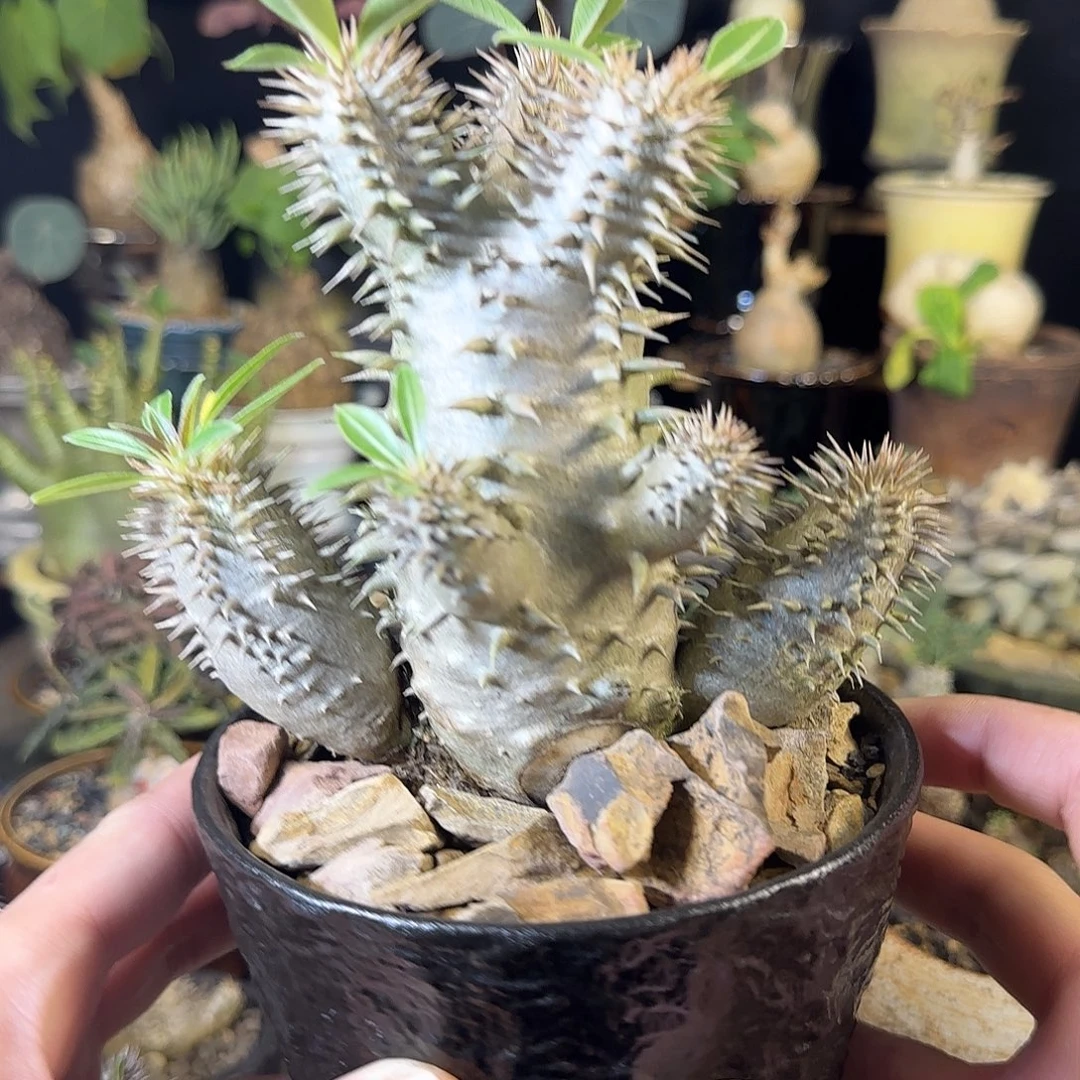 一物一拍惠比大黑50