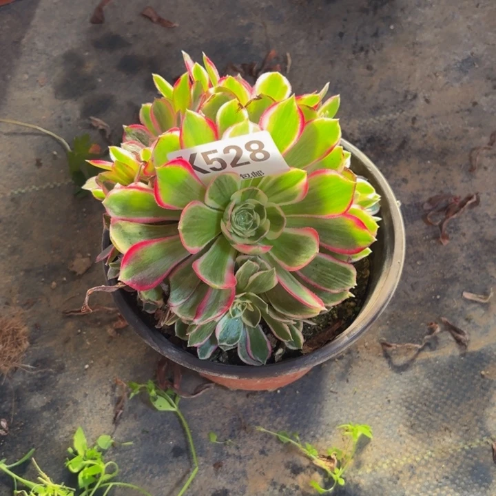 瑞妈，，。。。。。528孔雀翎