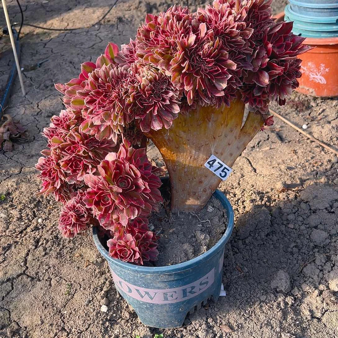 女巫法师15/30瑕疵包邮