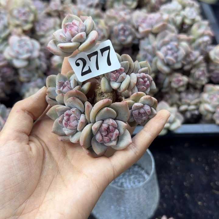 星影7头无根一物一拍277