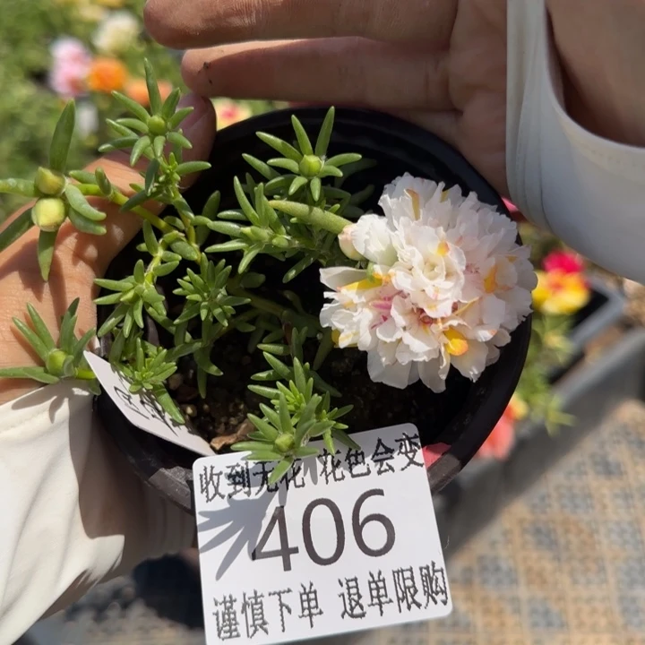 无花朵406超小苗盆口10cm