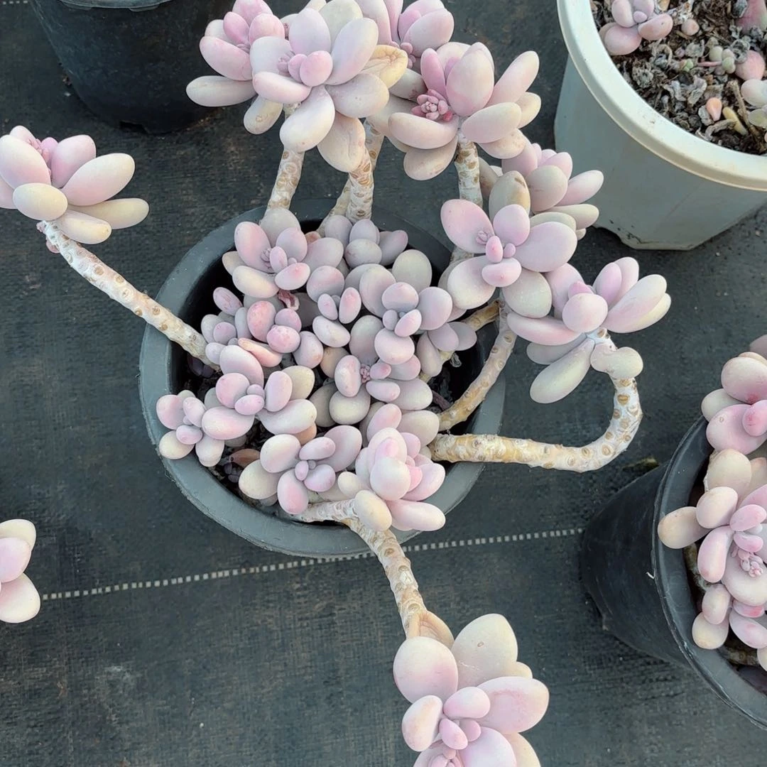 霍****店桃蛋13。