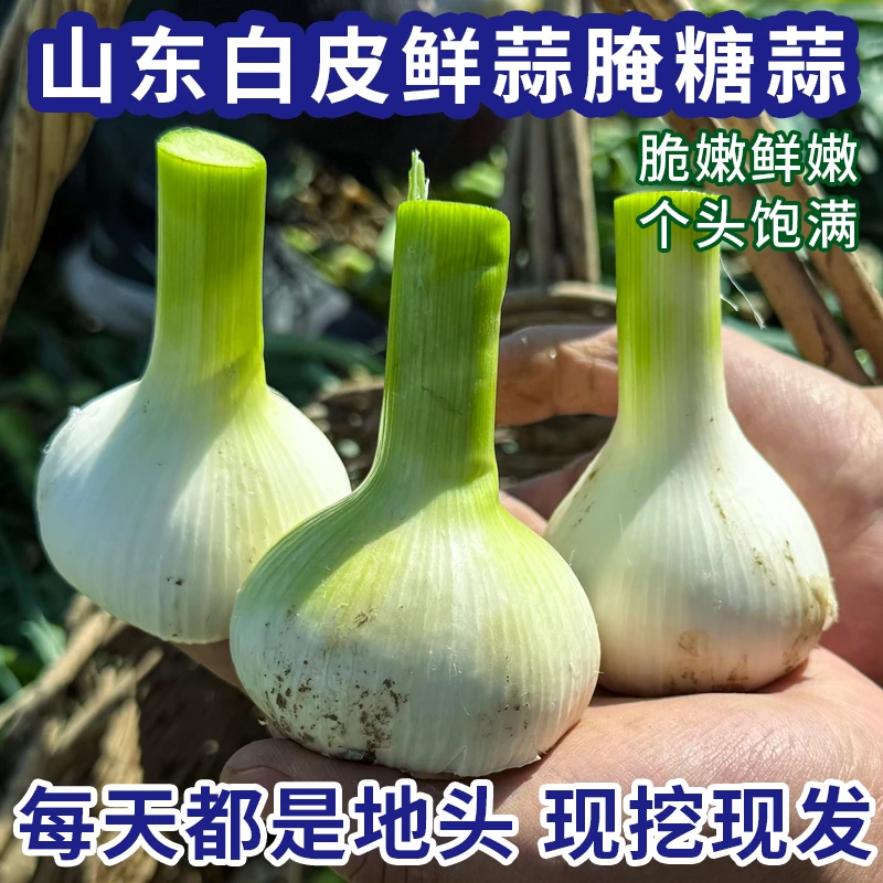 5斤现挖山东白皮鲜蒜湿蒜头新鲜大蒜农家自种腌制咸蒜糖蒜专用
