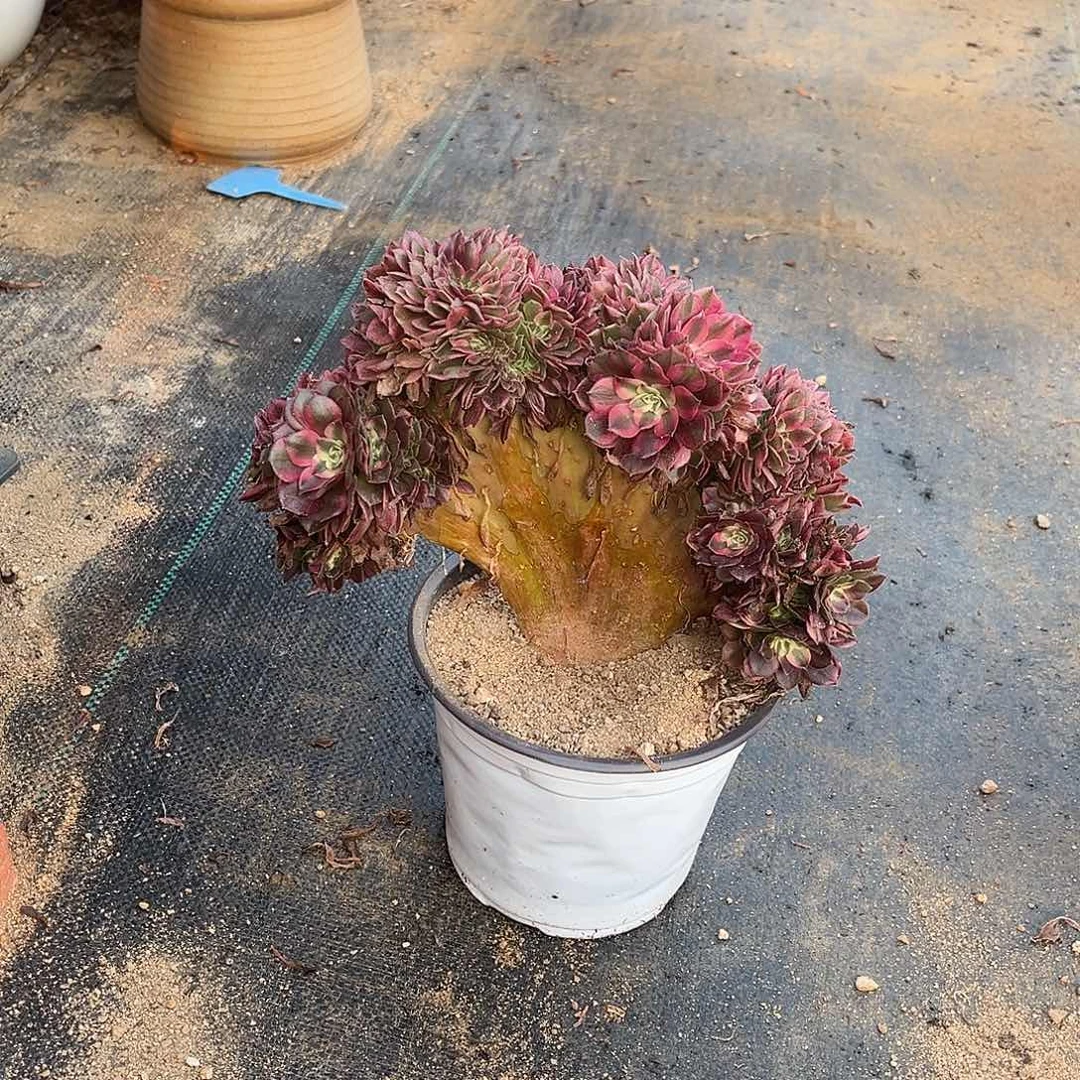 荔枝官服22厘米左右脱土裸根发货