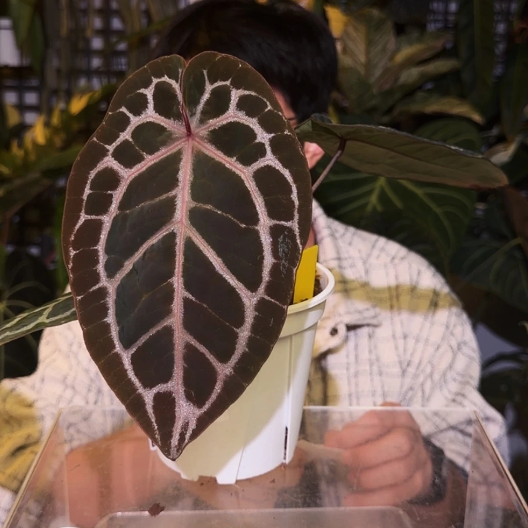 完全开放J78 米歇尔杂撕裂纹轻微叶损