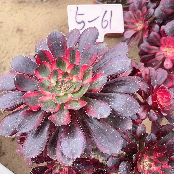 5-16法师多肉植物