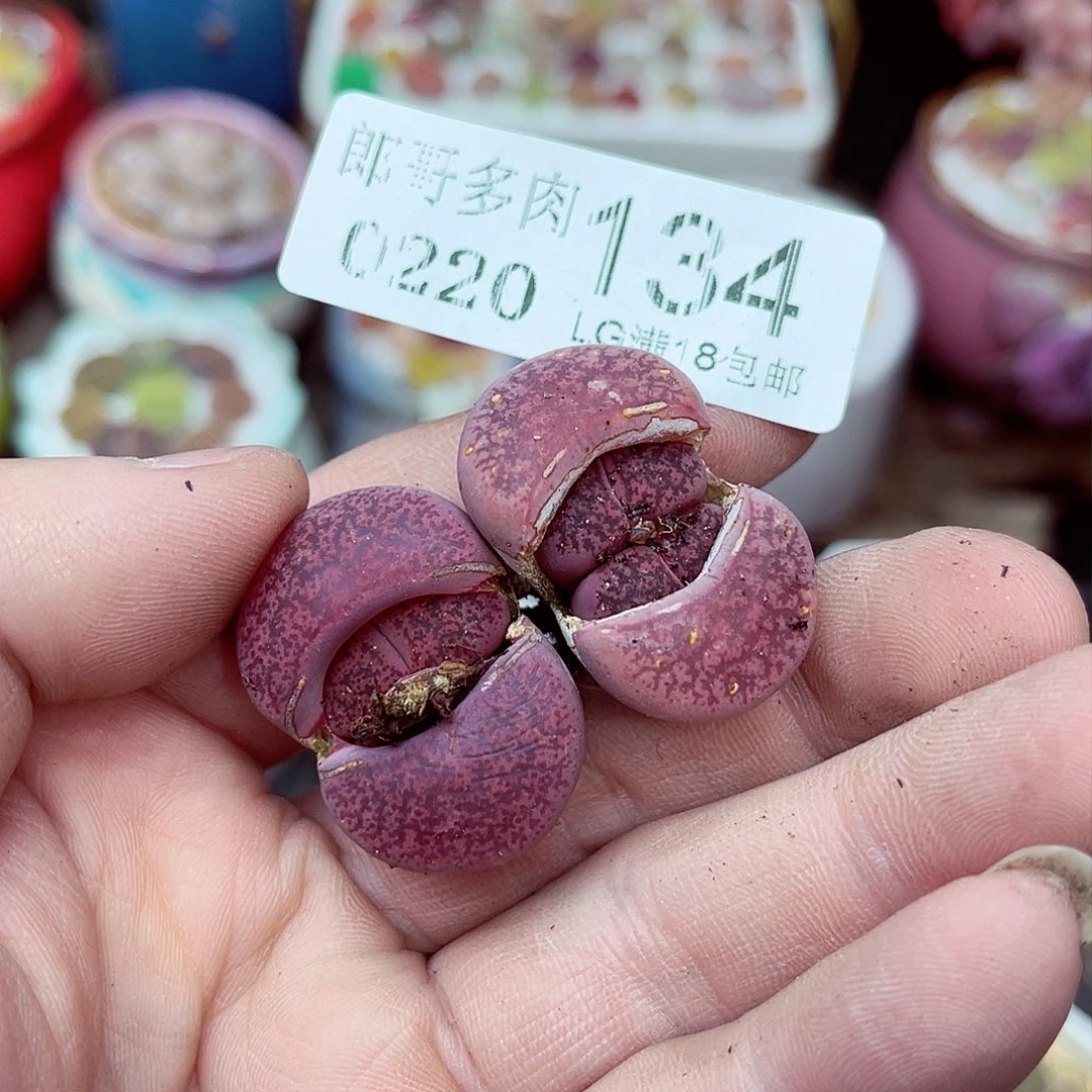 郎哥多肉生石花20-134