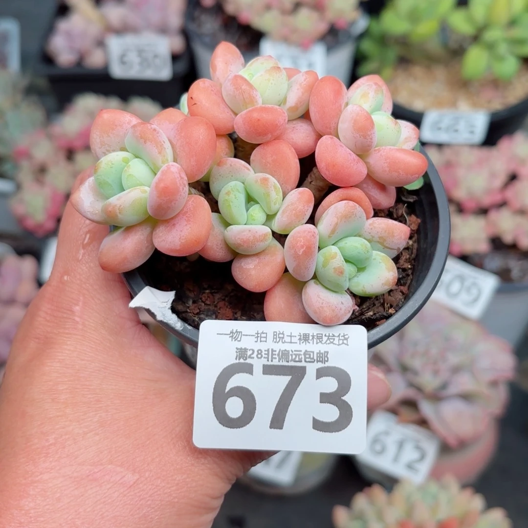 橘子洛神无盆土发货