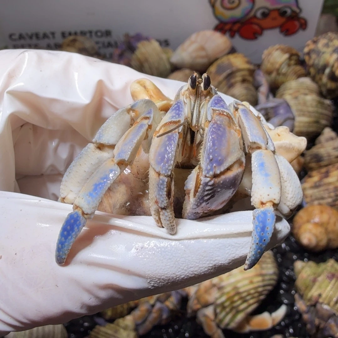 豆包专 2.5口搭配喜上眉梢