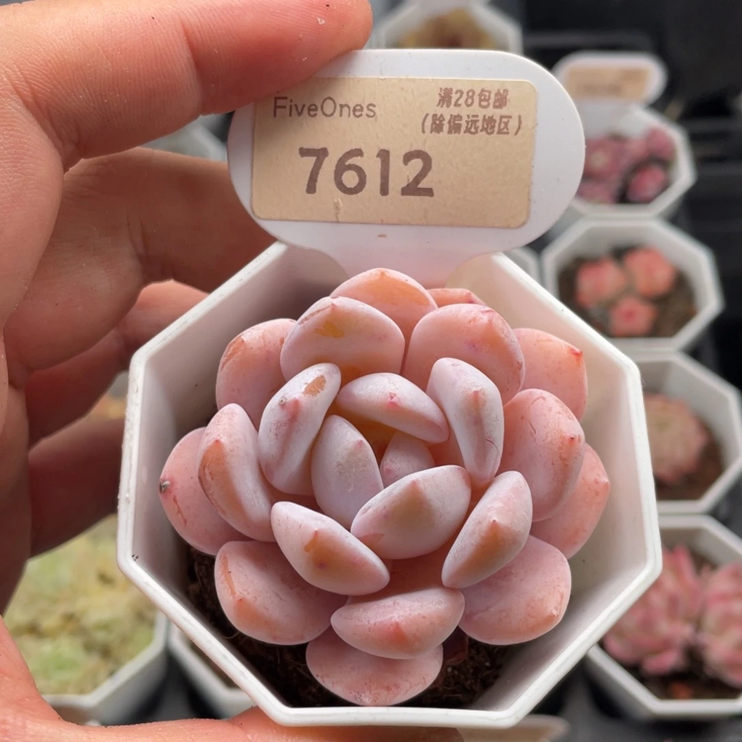 雪梦7612-6.0厘米