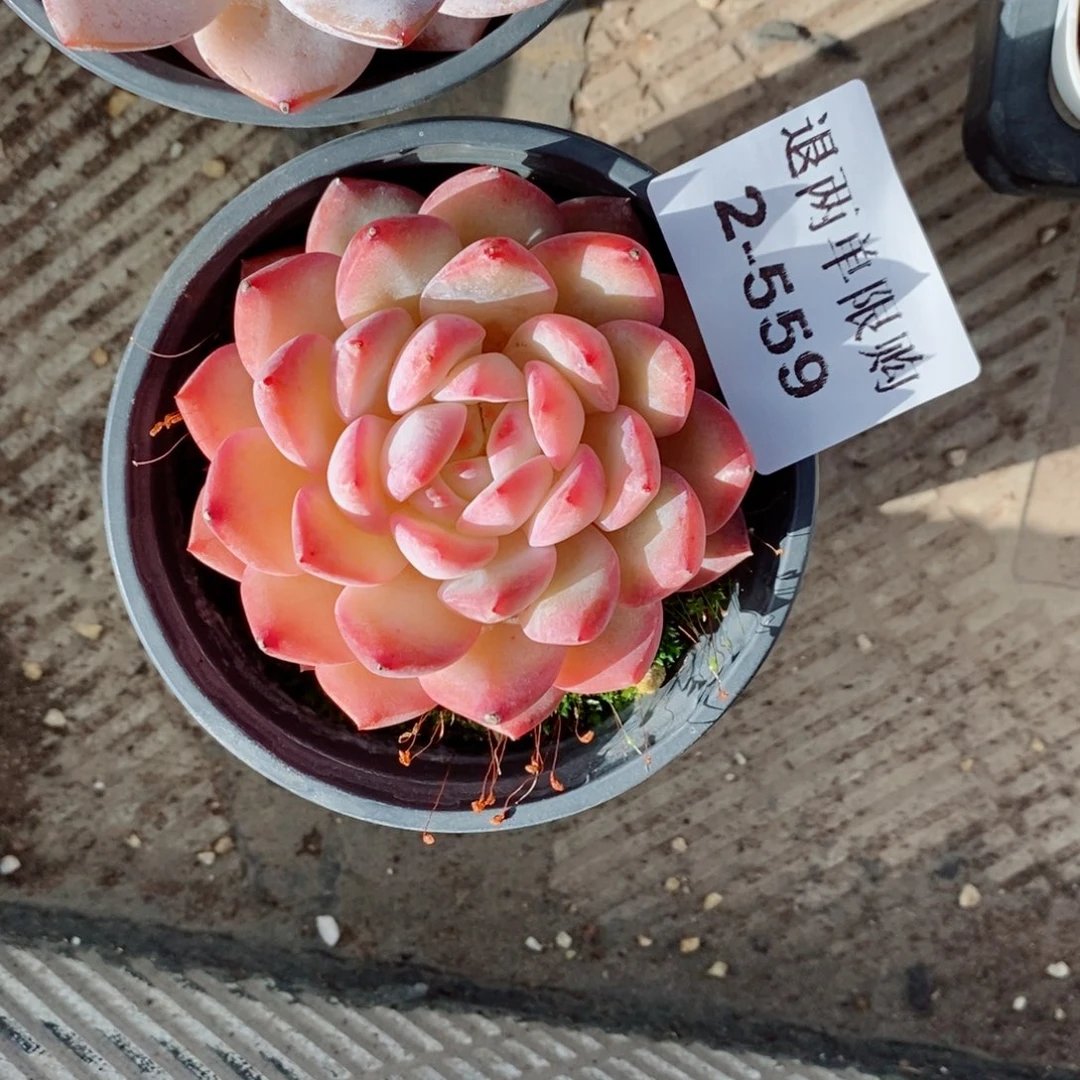 蓝**?2-559 新疆西藏内蒙不发货 零下不拍保温箱不包损