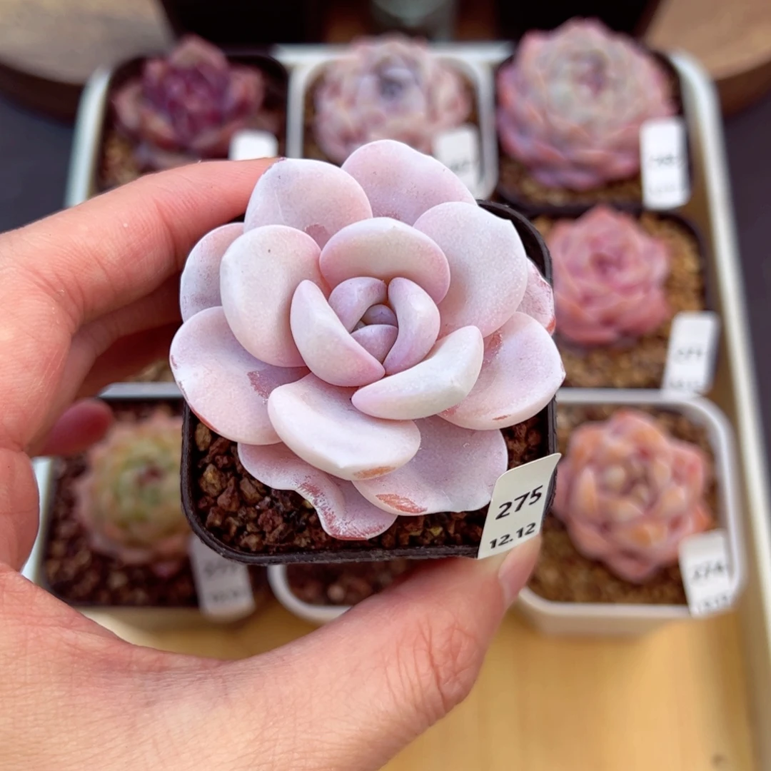 好好看275、哈哈哈哈