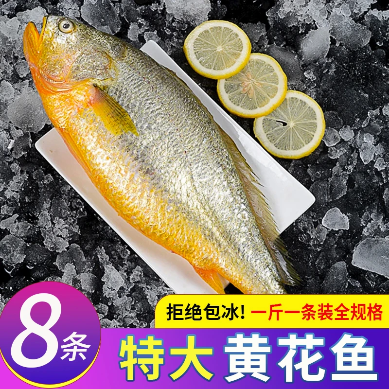 东海大黄花鱼活鱼速冻【拒绝包冰】顺丰冷链包邮到家(网捕个别小伤)