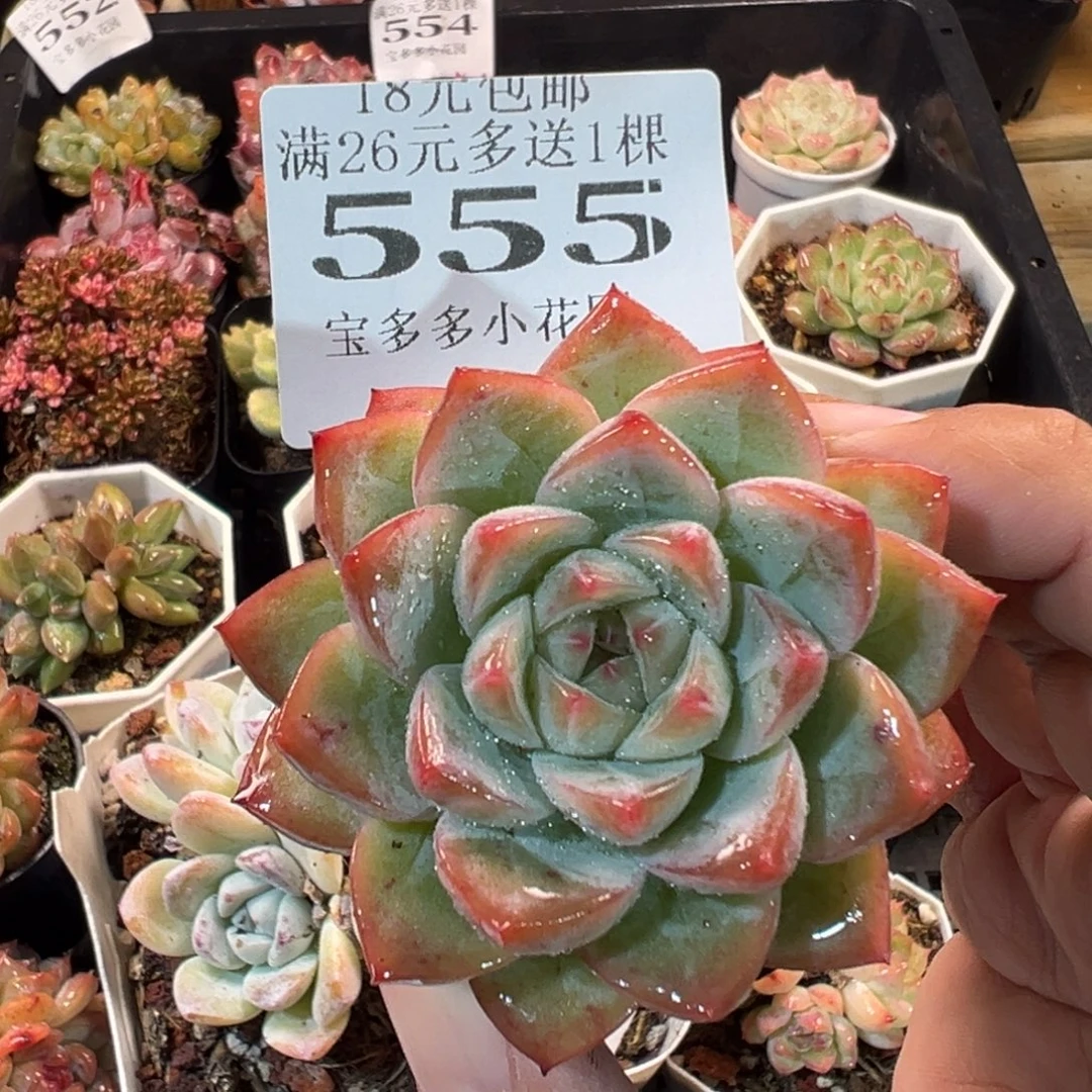 杂交多肉一物一拍满18元包邮