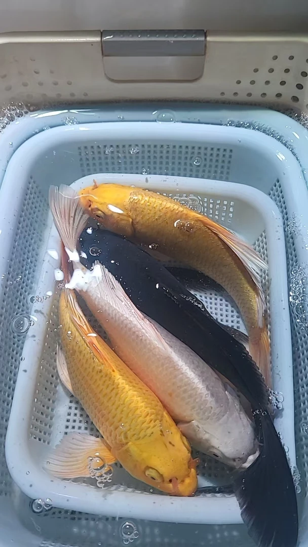 18-20cm 2黄1黑1白  新手好养耐活 观赏鱼