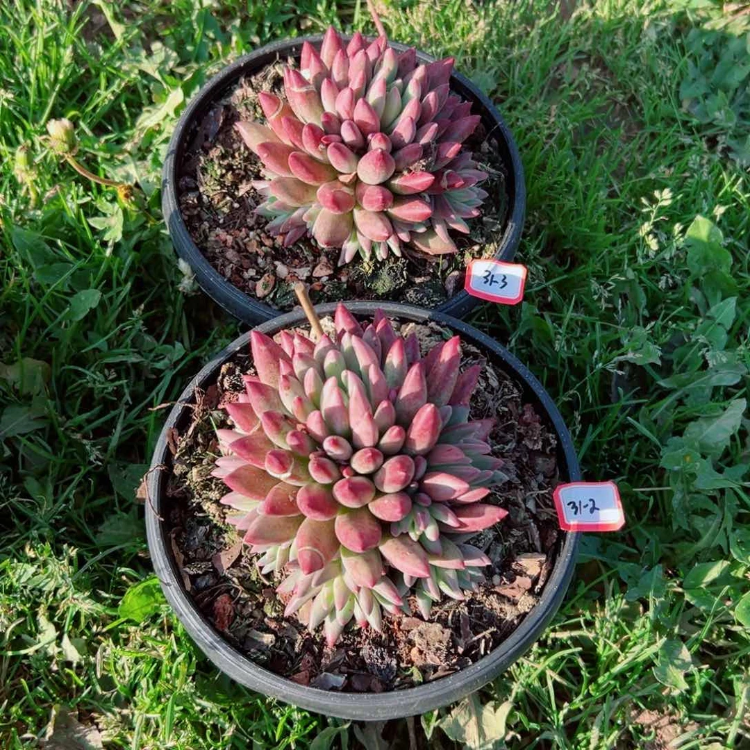 小*运精品多肉植物老桩