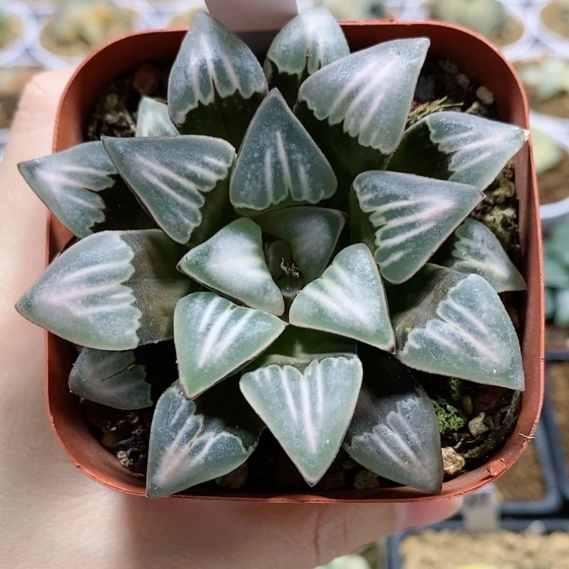 【闪购商品】19雾之喷泉