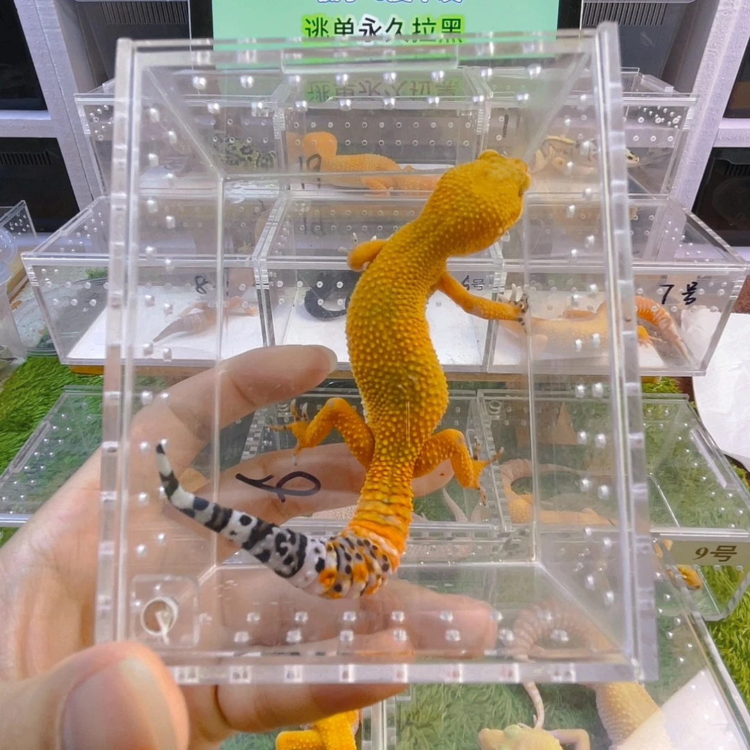豹纹守宫守宫可爱好看迷人