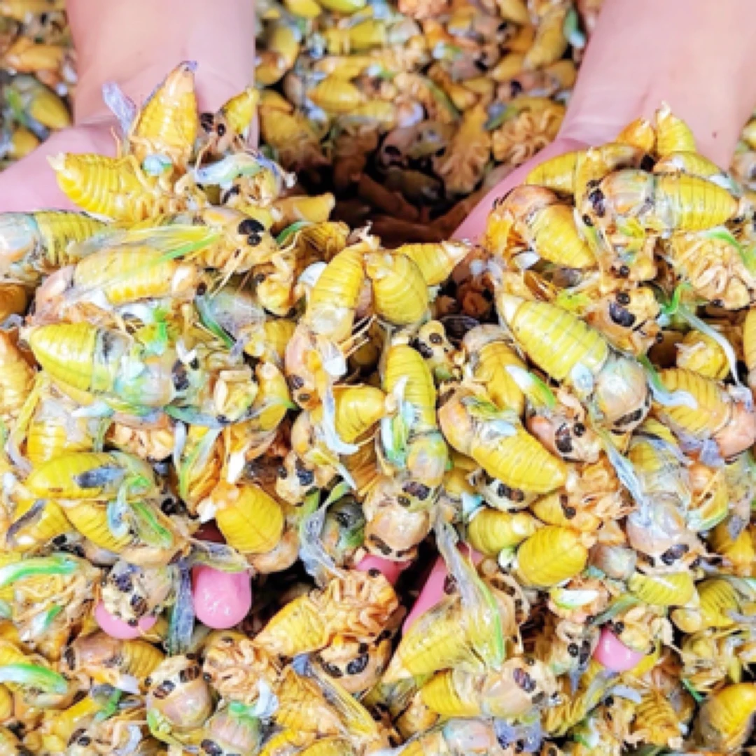 山东梨园大白蝉 嫩知了大个头 一瓶50只 顺丰包邮