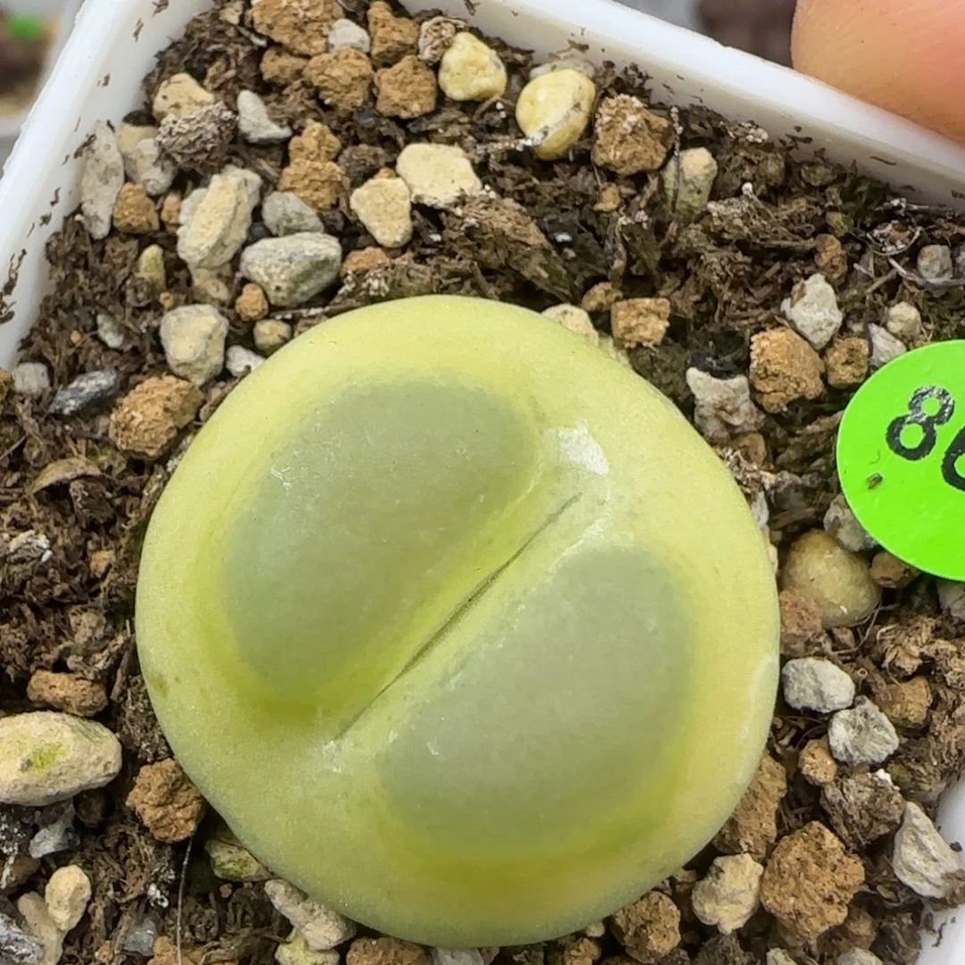 翻窗拉登2.6+多肉植物867